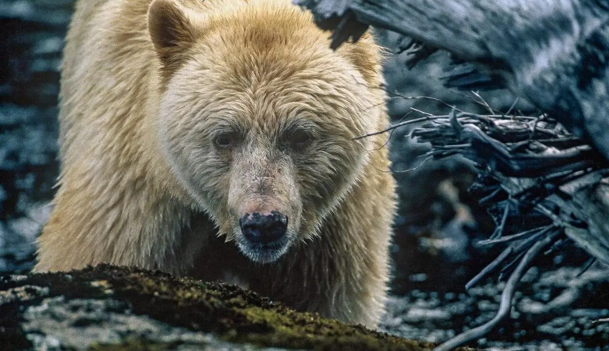 Spirit Bear in British Colombia, Canada