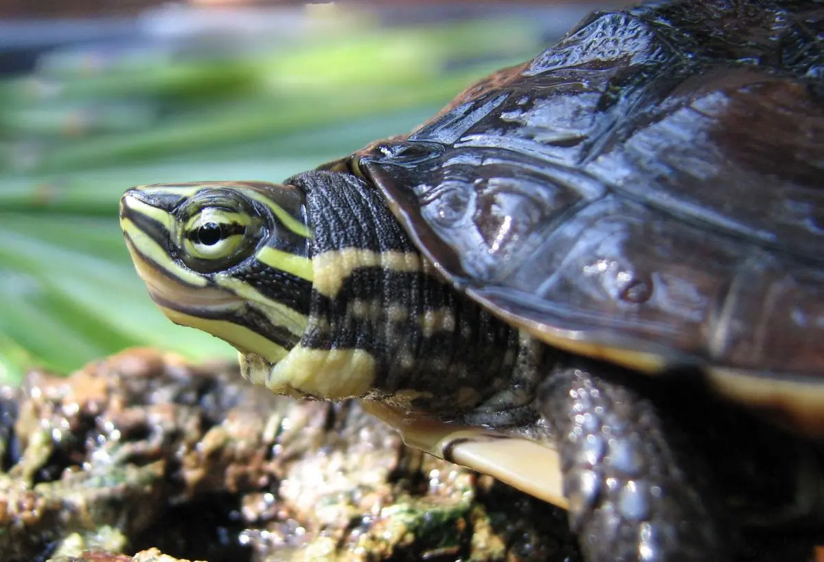 eDNA methods are increasingly being used to survey endangered species such as the Vietnamese pond turtle © Adam Stern/Wikimedia Commons