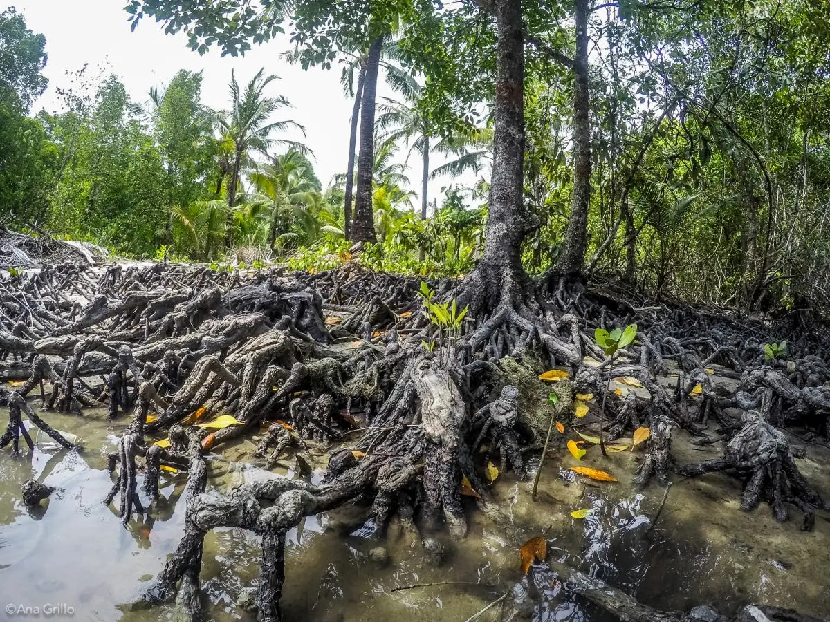 Mangrove roots suspended above the water at low tide