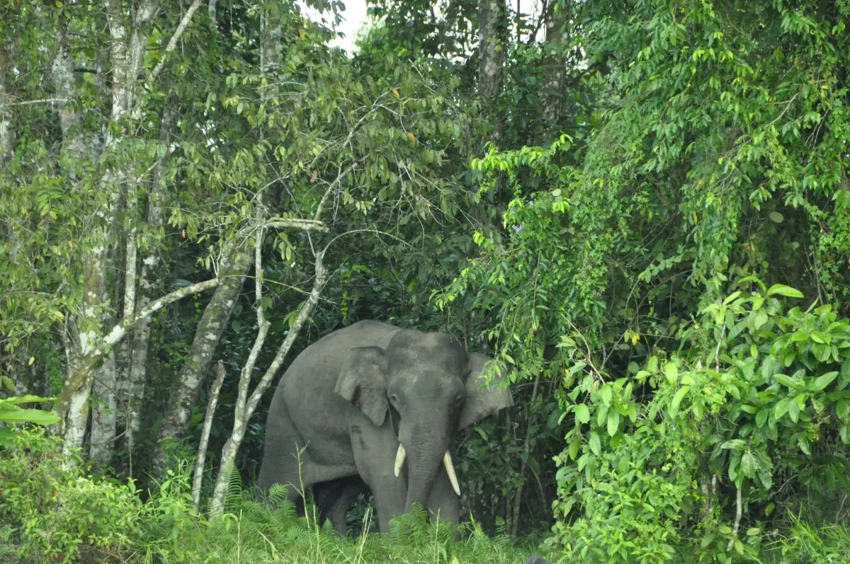 Borneo pygmy elephant on the banks of the Kinabatangan River, Sabah (Malaysia).
