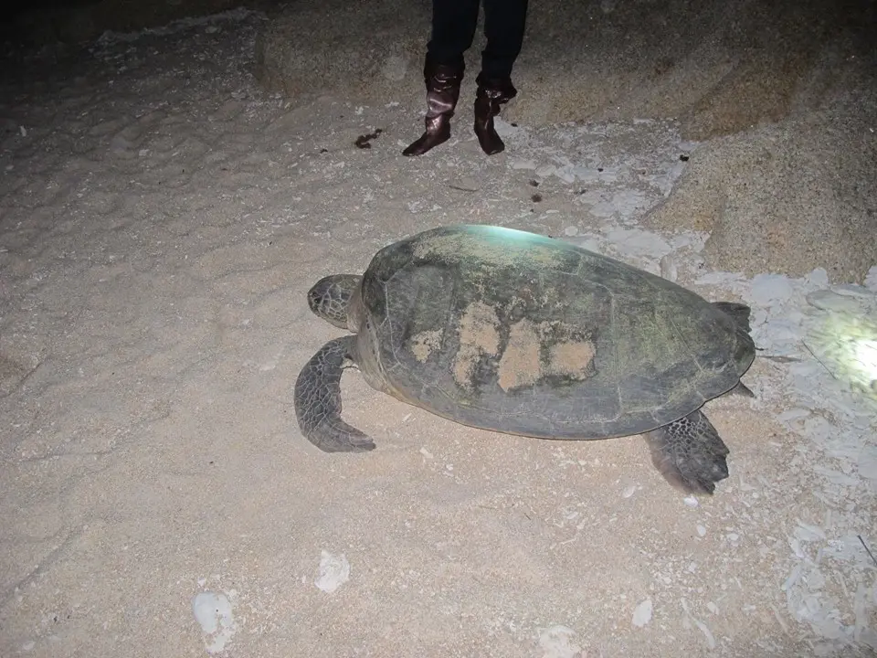 A turtle on the beach of Hon Cau MPA 