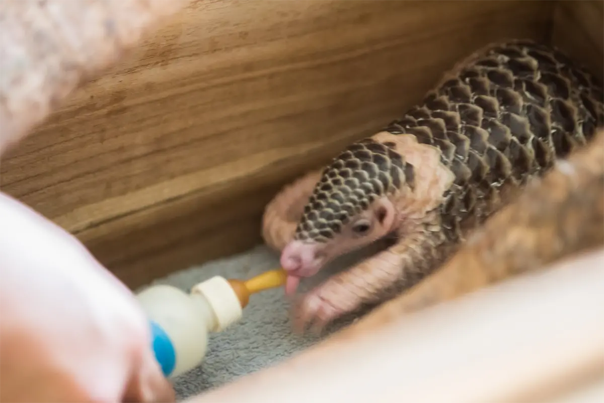 Mealtime for a baby pangolin rescued by Save Vietnam's Wildlife