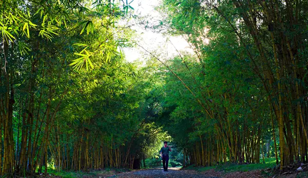 Bamboo Alley Pha Tad Ke Botanical Garden in Lao PDR 