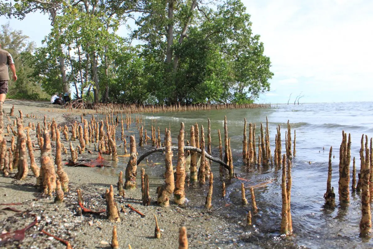 Coastal mangroves in Tanjung Panjang, Gorontalo Province, Sulawesi Island, Indonesia 