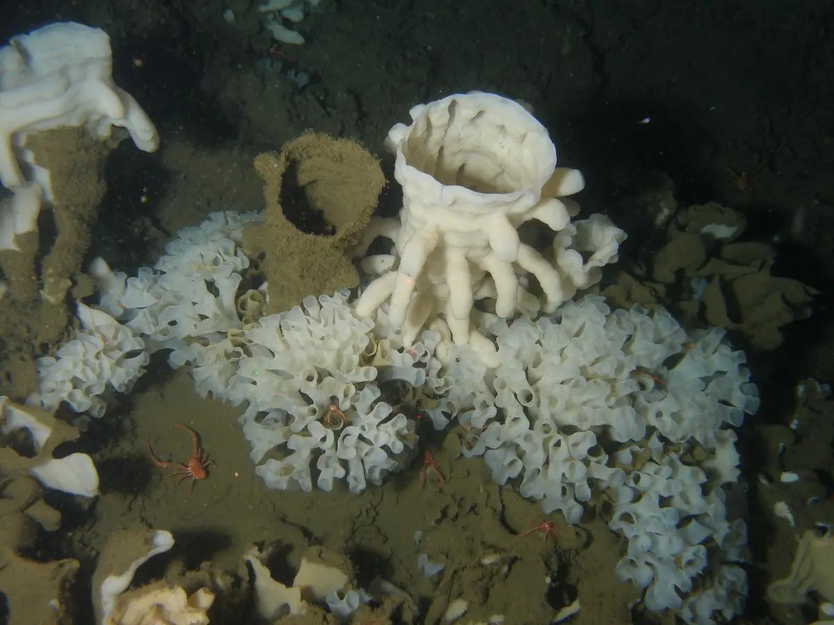Canada's new MPA protects the fragile Glass Sponge reef