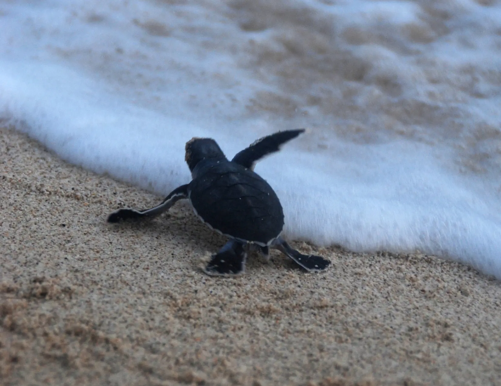 A newly born marine turtle in Con Dao National Park 