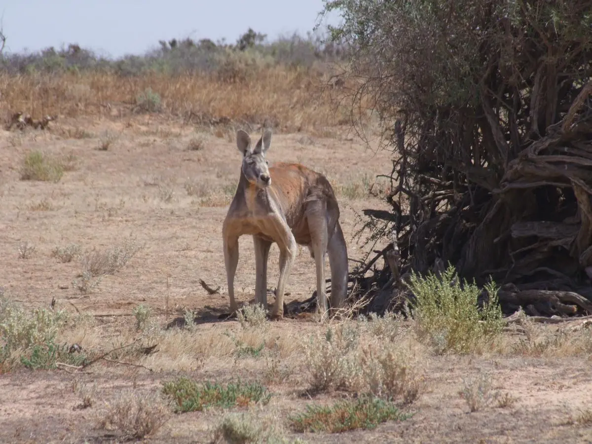 Red Kangaroo (Macropus rufus) at Neds Corner Station, a 300 km2 former grazing property in the state of Victoria, Australia, now owned and run as a PPA by the Trust for Nature 