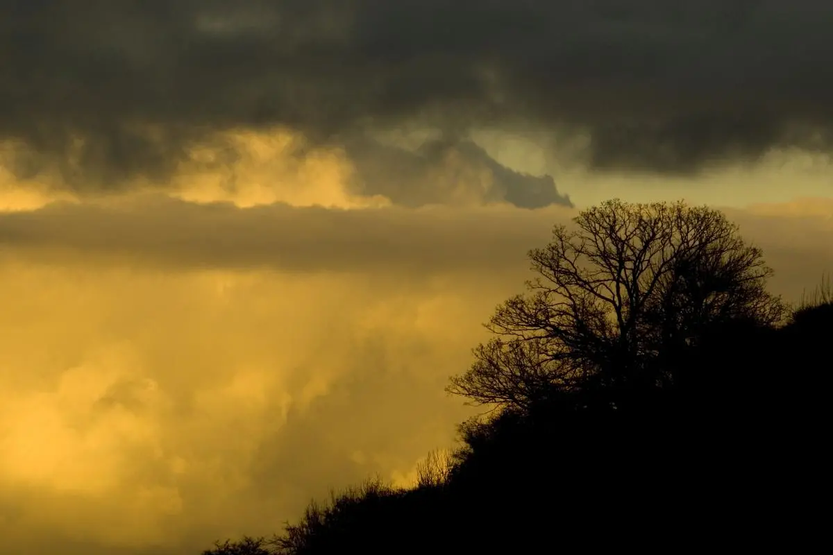 silhouette of tree on hill with yellow sky