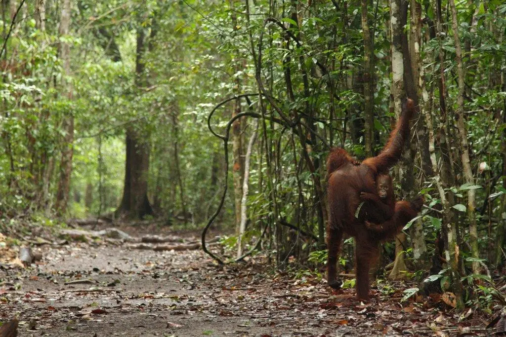 An orang utan, with her baby clinging to her side, hangs from a tree in an Indonesian forest