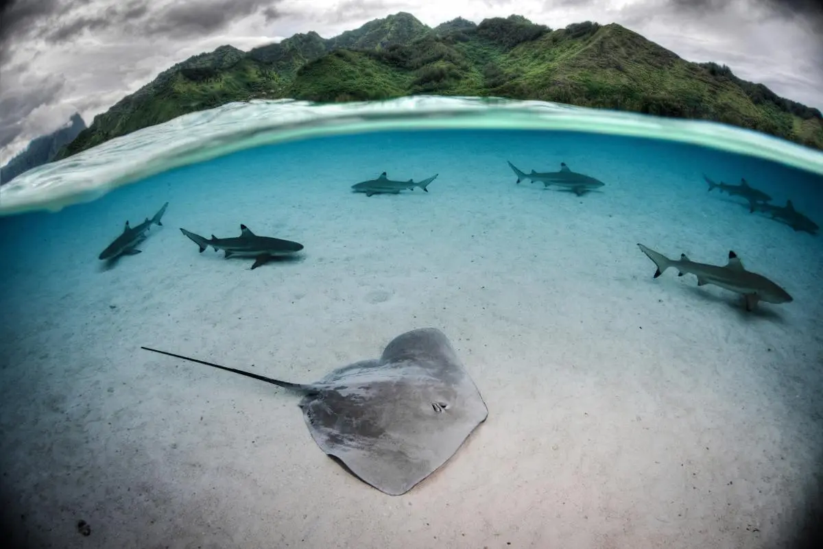French Polynesia Sharks and Rays