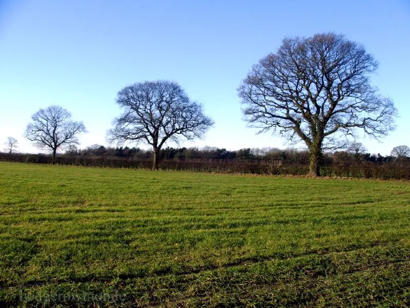 Hedgerow, Marsh Farm