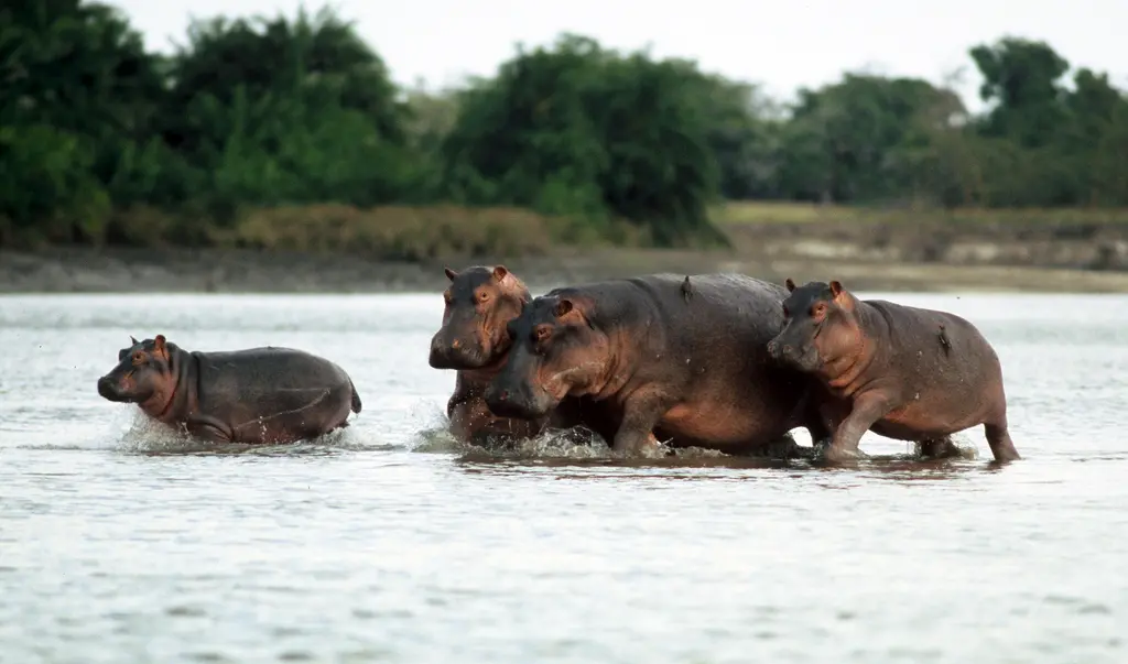 Large Hippos (Hippopotamus amphibious)
