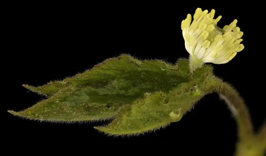 Goldenseal (Hydrastis Canadensis)