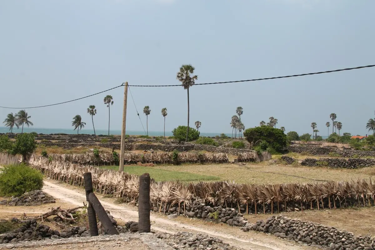 Agricultural land in the Delft Island, Sri Lanka