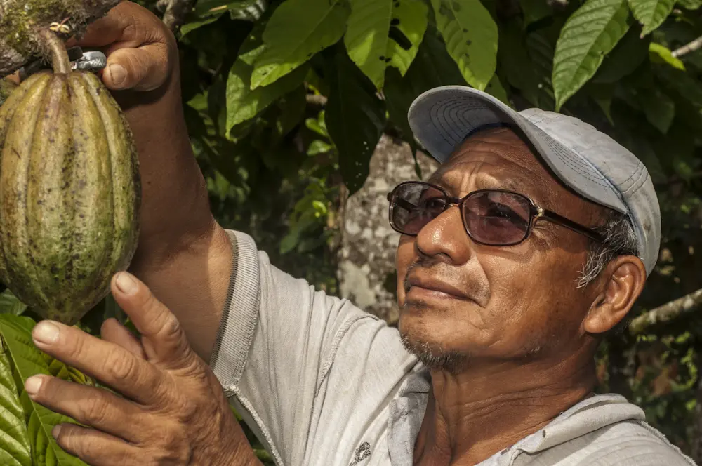 man with hat and glasses cuts a cocoa pod from a tree