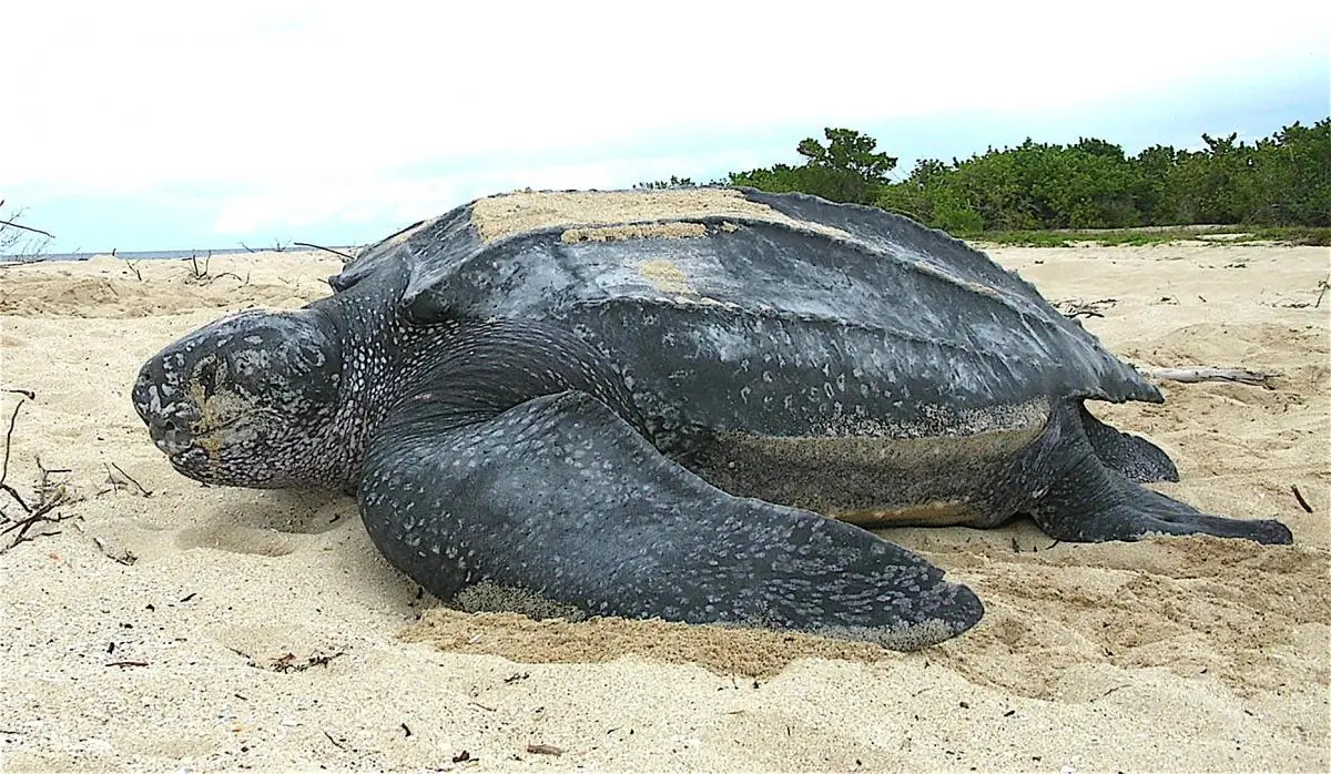 Leatherback sea turtle. Classified as vulnerable by the IUCN Red List of Threatened Species™  