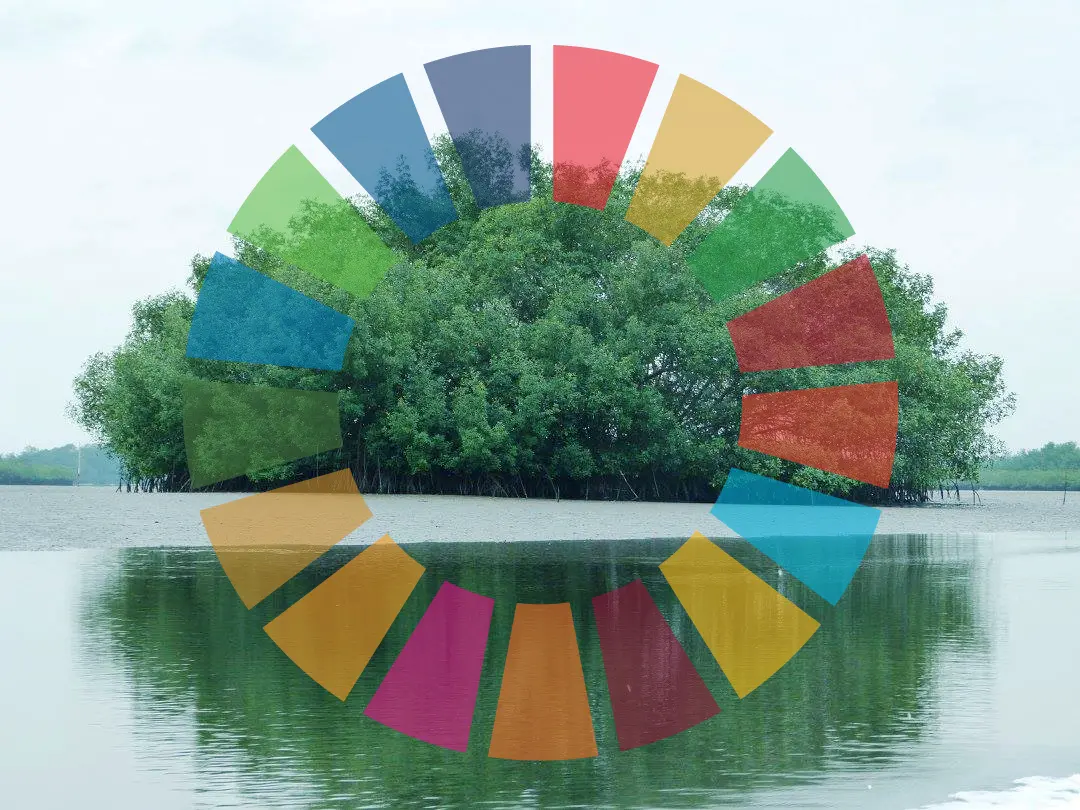 Mangroves and the SDGs