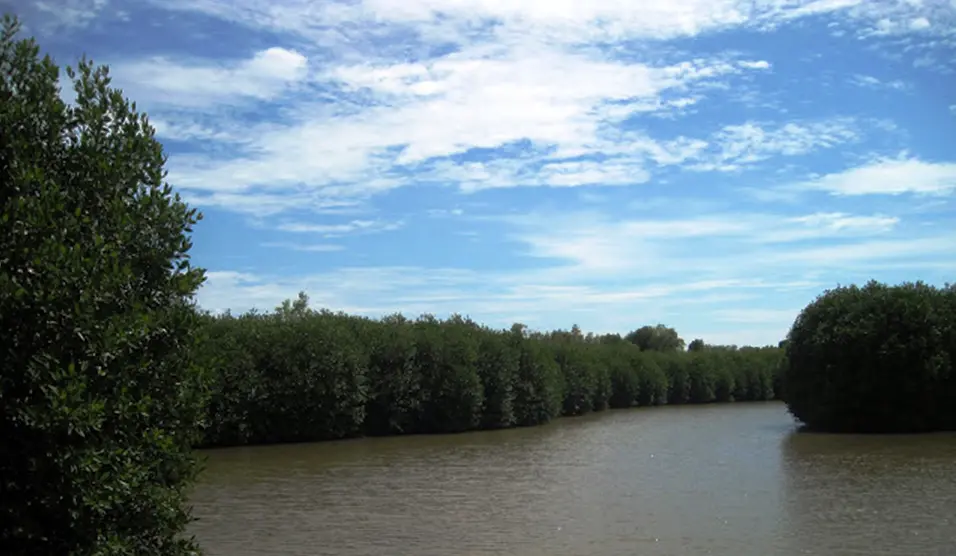 Integrated mangrove-shrimp farming, Ca Mau, Viet Nam