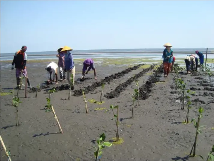 people with asian bamboo has in flat sand with rows of mangrove saplings