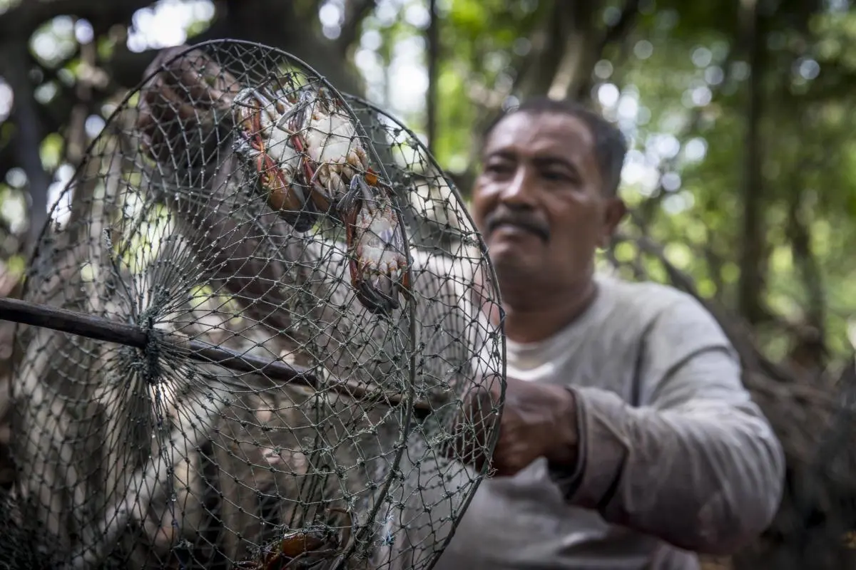 A man checks a trap with several crabs in it