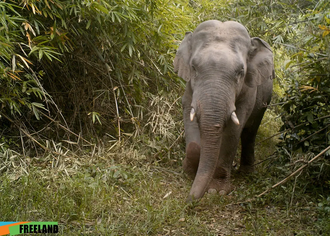 A camera trap captures an image of an Endangered Asian elephant (Elephas maximus). 