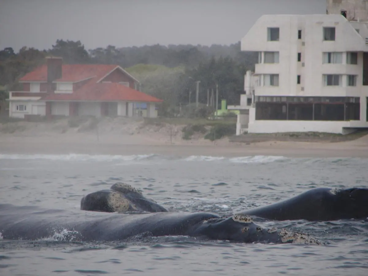 salida_marina_la_paloma_Uruguay whales OCC-Uruguay