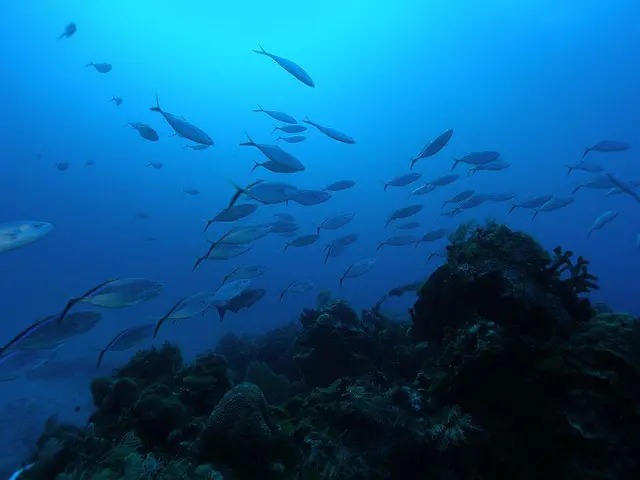 School of bar jack in the Tortugas ecological reserve