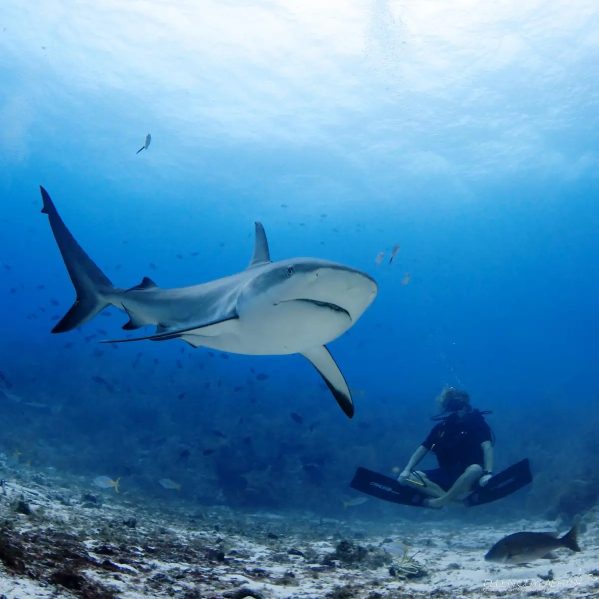 Shark in the Cayman Islands waters, one of the 3 shark sanctuaries in the Caribbean EU Overseas 