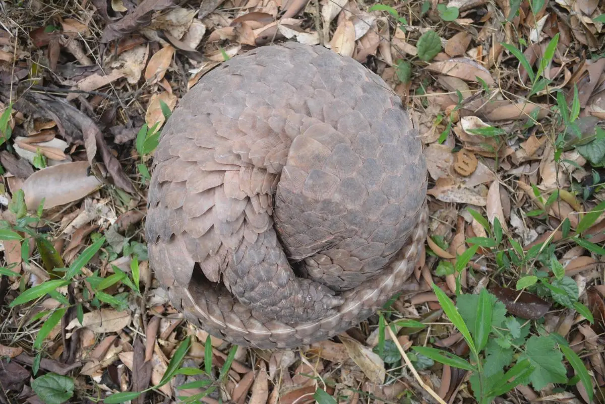 A Sunda pangolin rolled into a ball on a bed of leaves