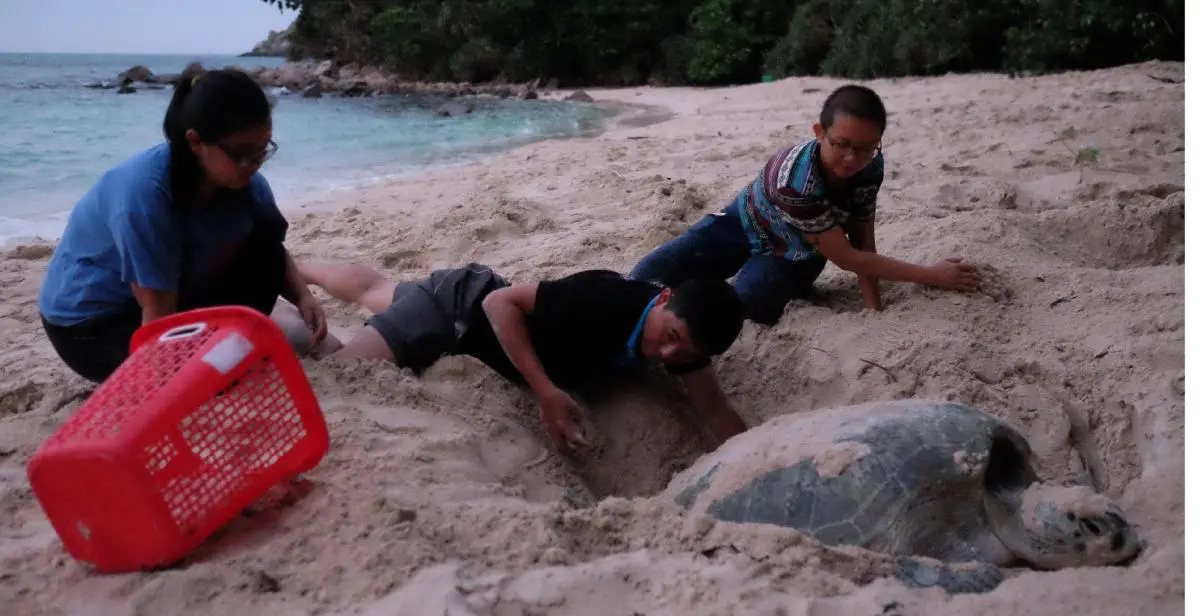 Marine turtle conservation volunteers bring eggs to the safe hatching areas in Con Dao NP