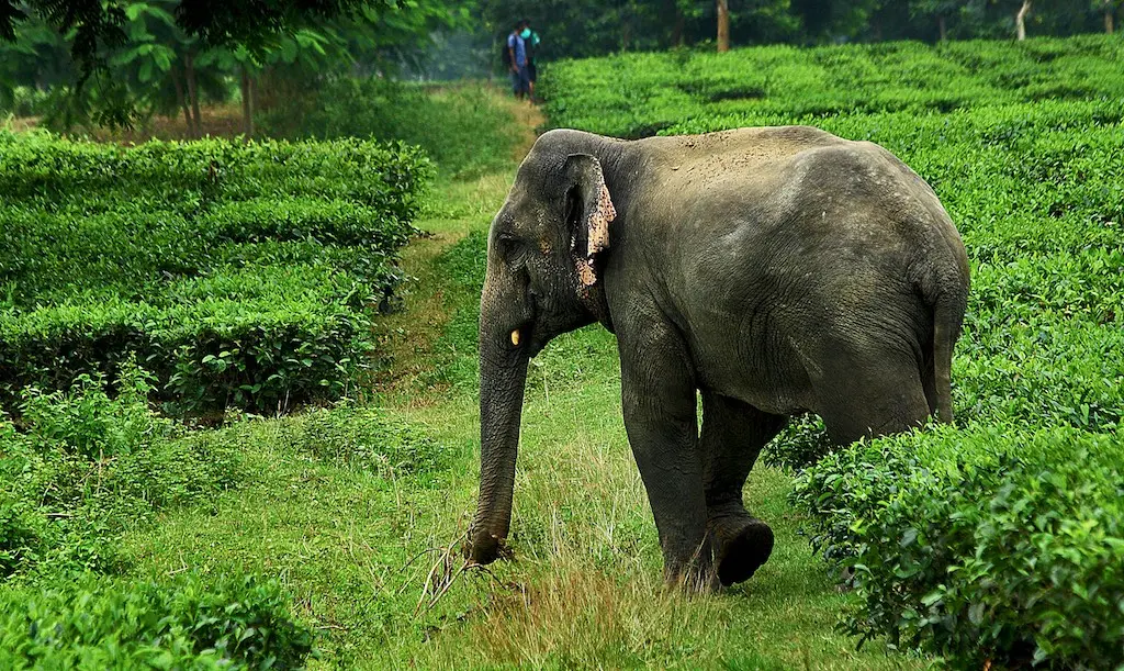WCS India surveys of tea plantations reveal presence of a number of species including  Asian elephants © Varun Goswami & Divya Vasudev - WCS India
