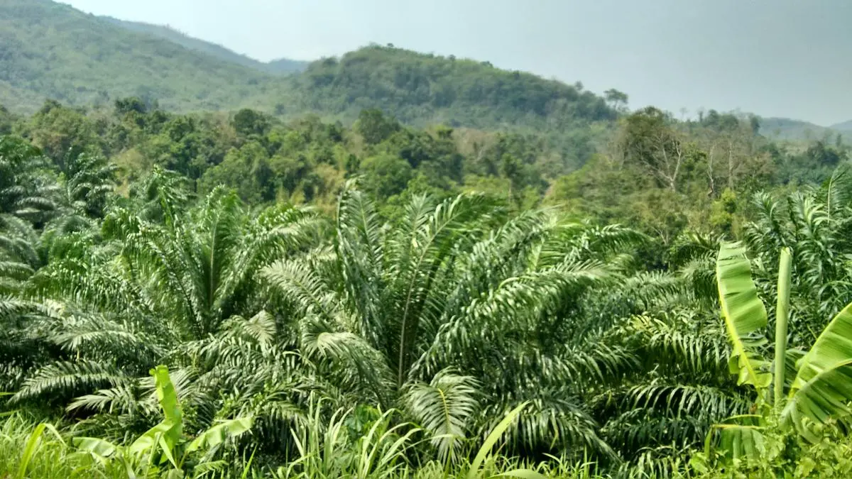 Palm Oil Plantation in India