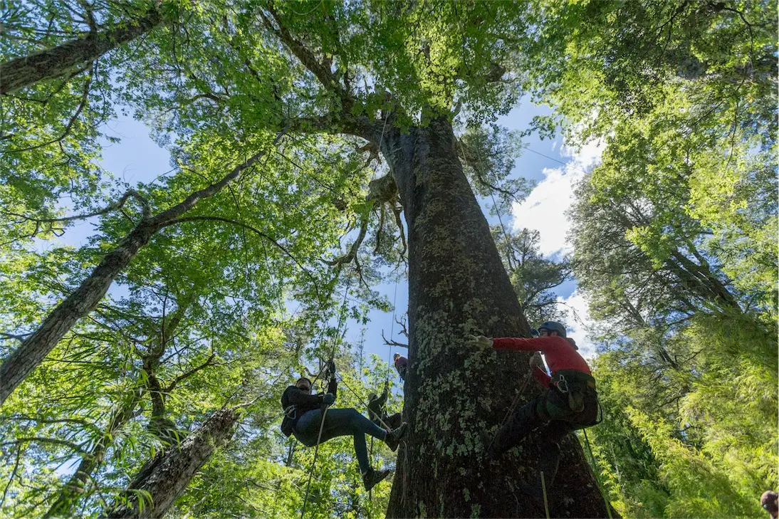 Bosque Pehuén: Private, Voluntary Protection in a Chilean Forest 