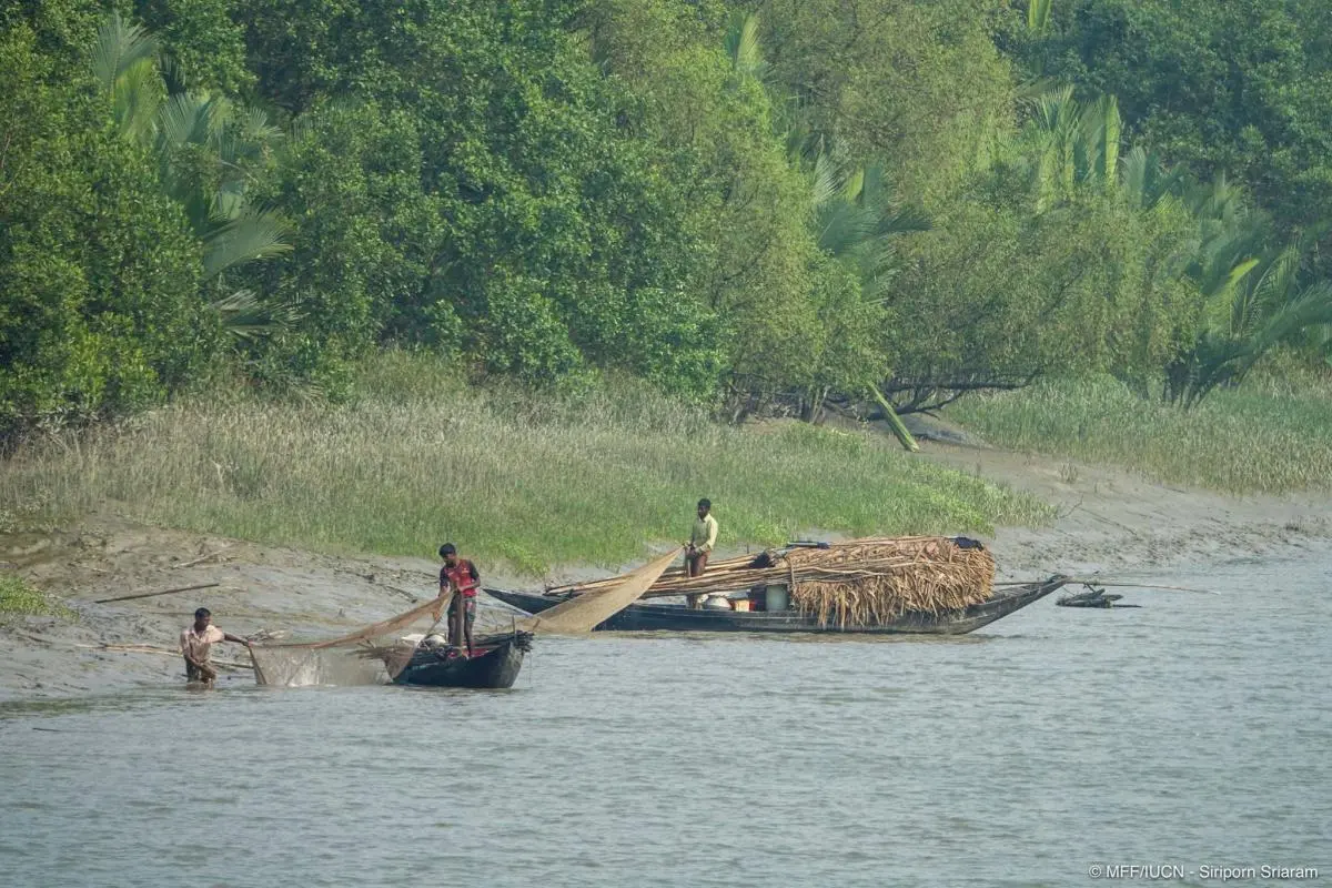 Fishermen on small boats pull in the nets near the bank of a Sundarban canal