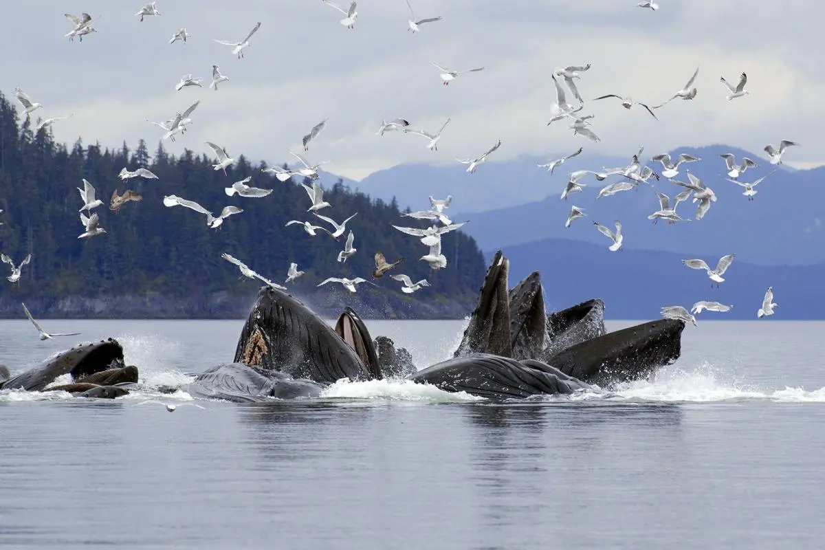 Bubble net lunge feeding by humpback whales, Alaska