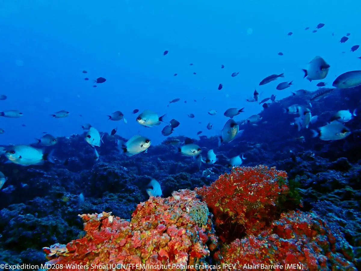 seamount indian ocean