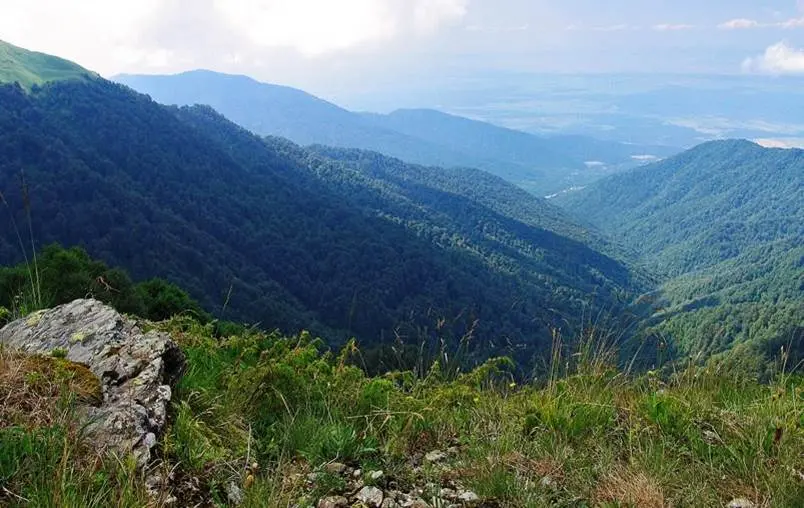 Saphari Forest, Georgia