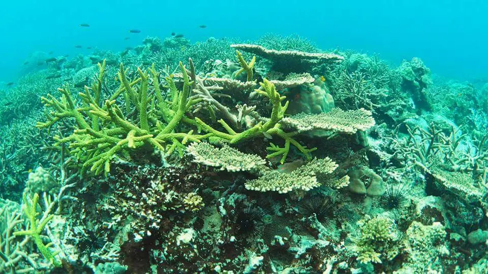 A reef with several kinds of colorful coral