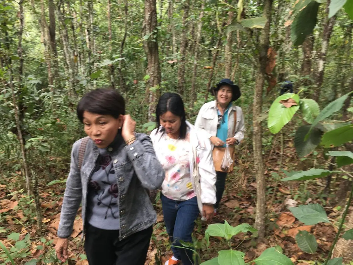 Mae Ying groups are exploring food plants and learning the importance of nature in Mae Puem Forest