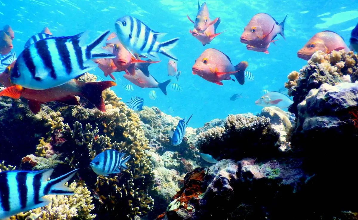 coral reefs, fish