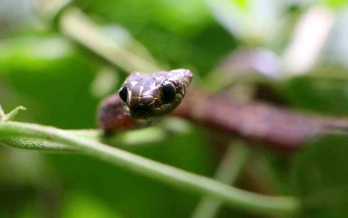 Biodiversity data is key to evaluating the successful conservation outcomes of protected areas. Photo: Tropical snail-eating snake, Farallones de Cali, Colombia c. 