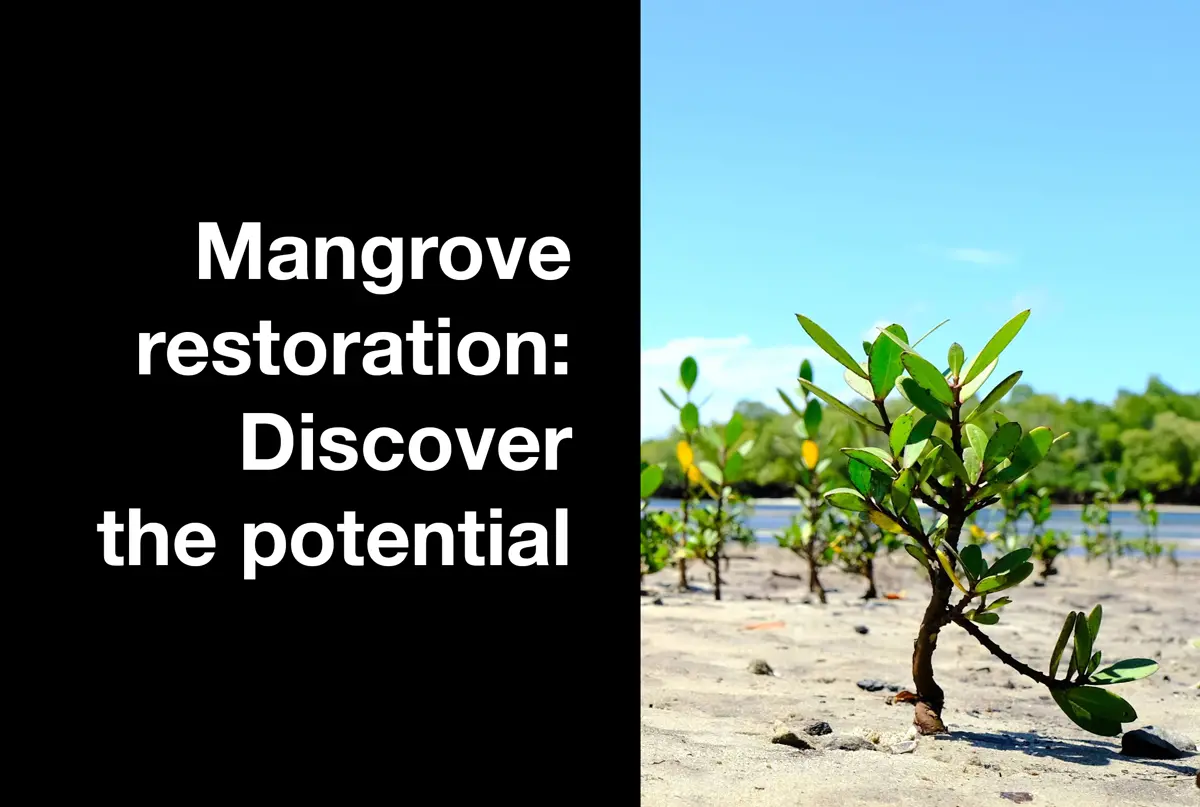 words on left -mangrove plant growing on beach on right