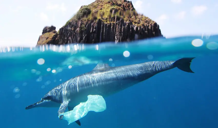 Marine life faces growing threats from plastic entering the world's oceans. 