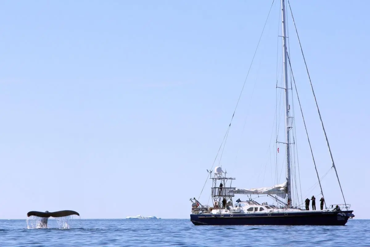 SOTW with a humpback whale diving behind the boat