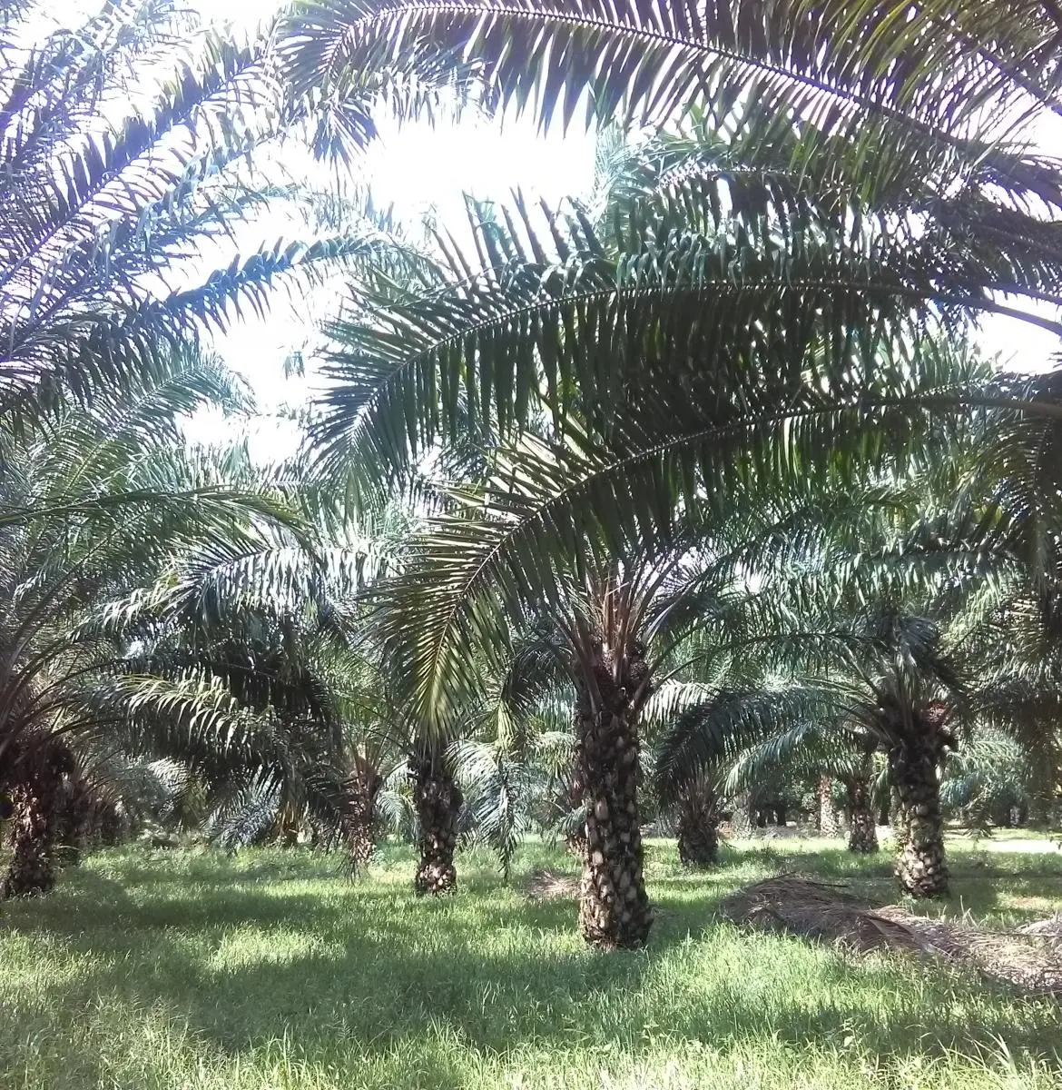 El Grupo de Trabajo de la UICN para palma de aceite (OPTF por sus siglas en inglés) desarrolló el reporte ‘Palma de aceite y Biodiversidad’, con el objetivo de fortalecer la toma de decisiones basada en información robusta y sustentada