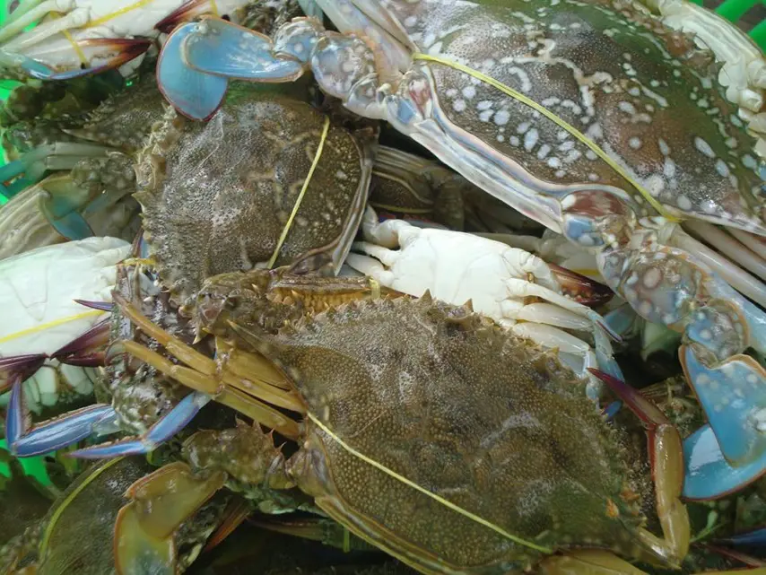 Blue swimming crabs collected from MFMA, KEP, 2017 
