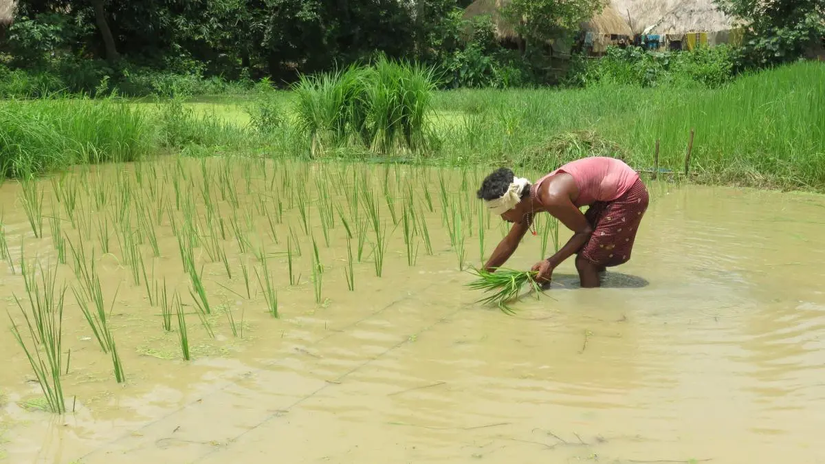 A farmer plants rice seedlings in a paddy