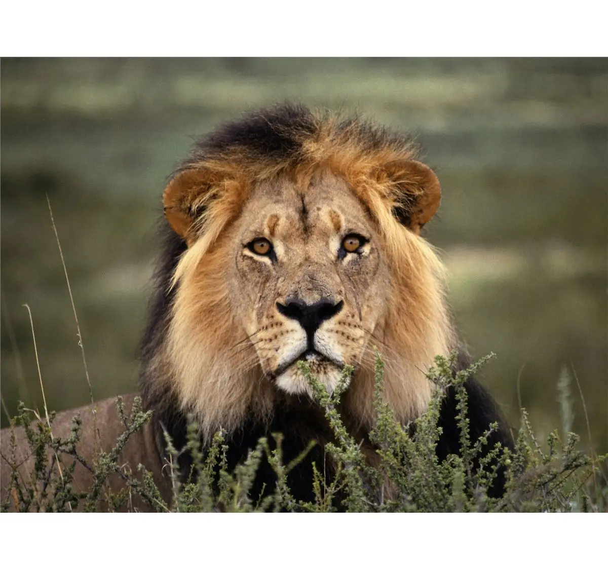 Cameroon Lion