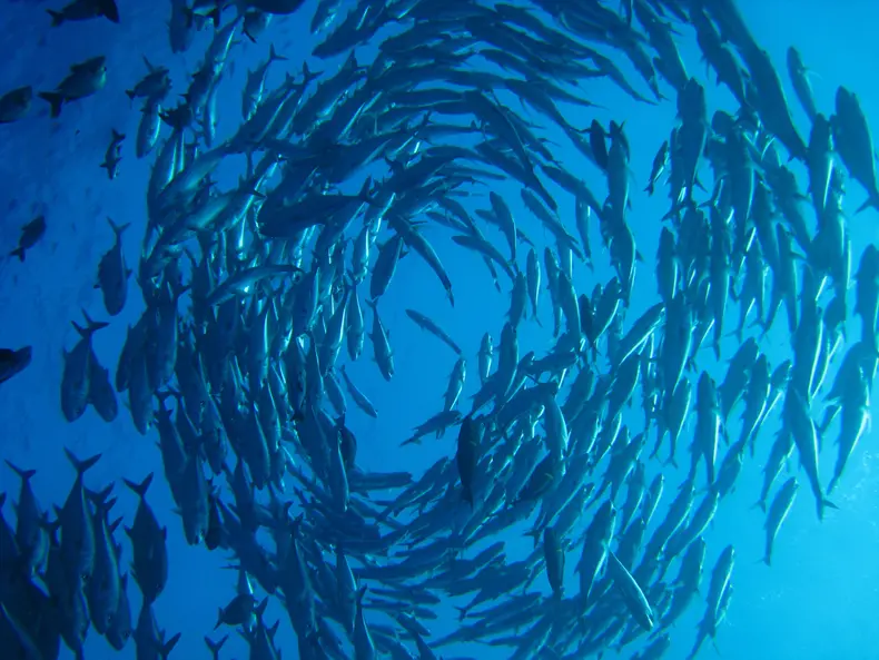 Rangiroa atoll fish