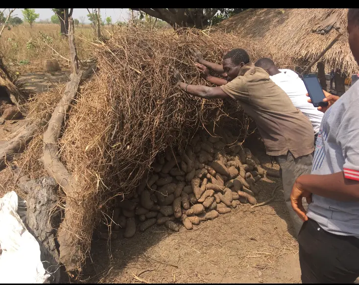Environmentally induced migration and impact on yam farmers in Benin